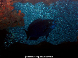 Midnight parrotfish and silversides in a cave by Baruch Figueroa-Zavala 